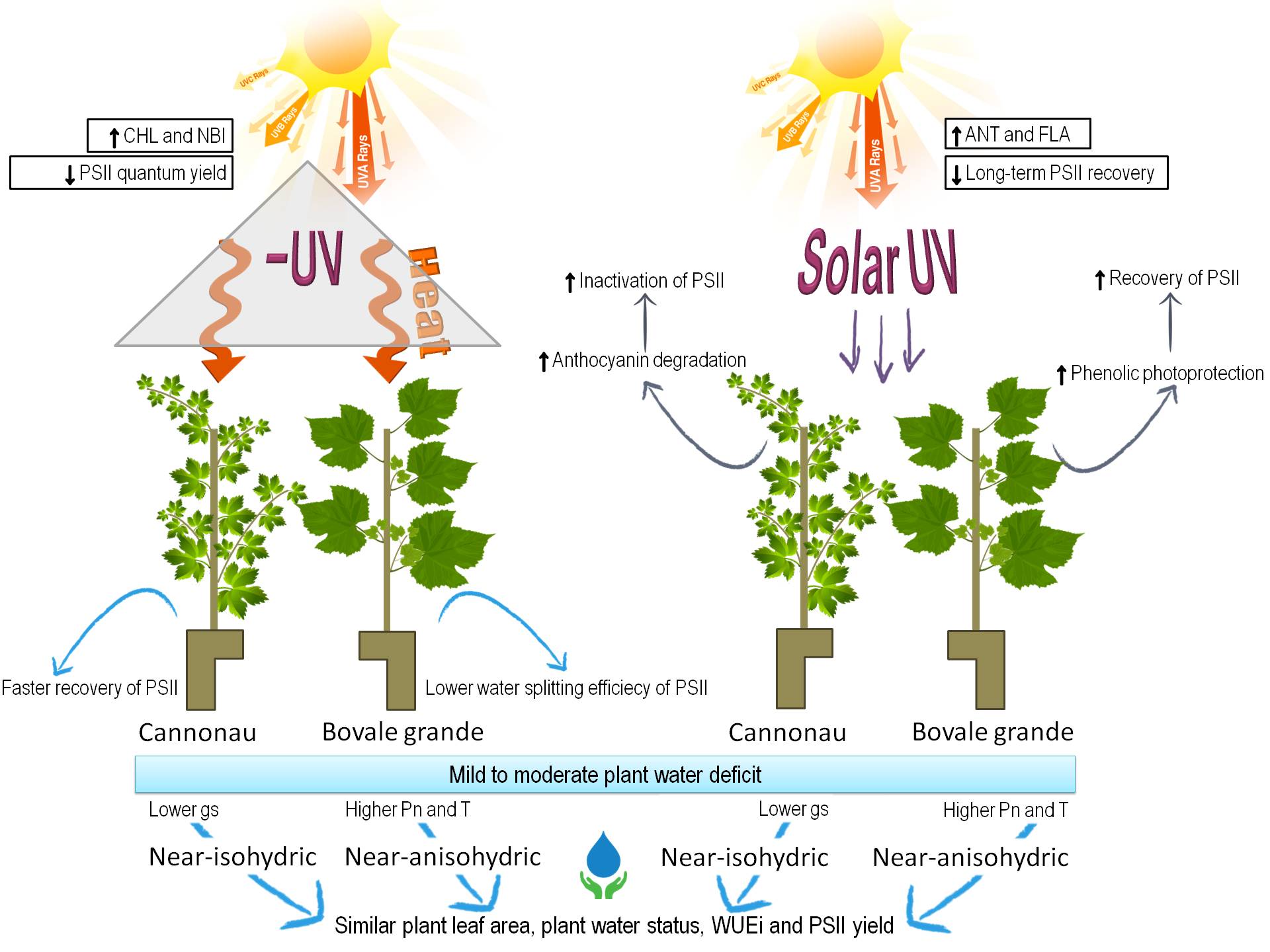 Figure 10_Conceptual representation