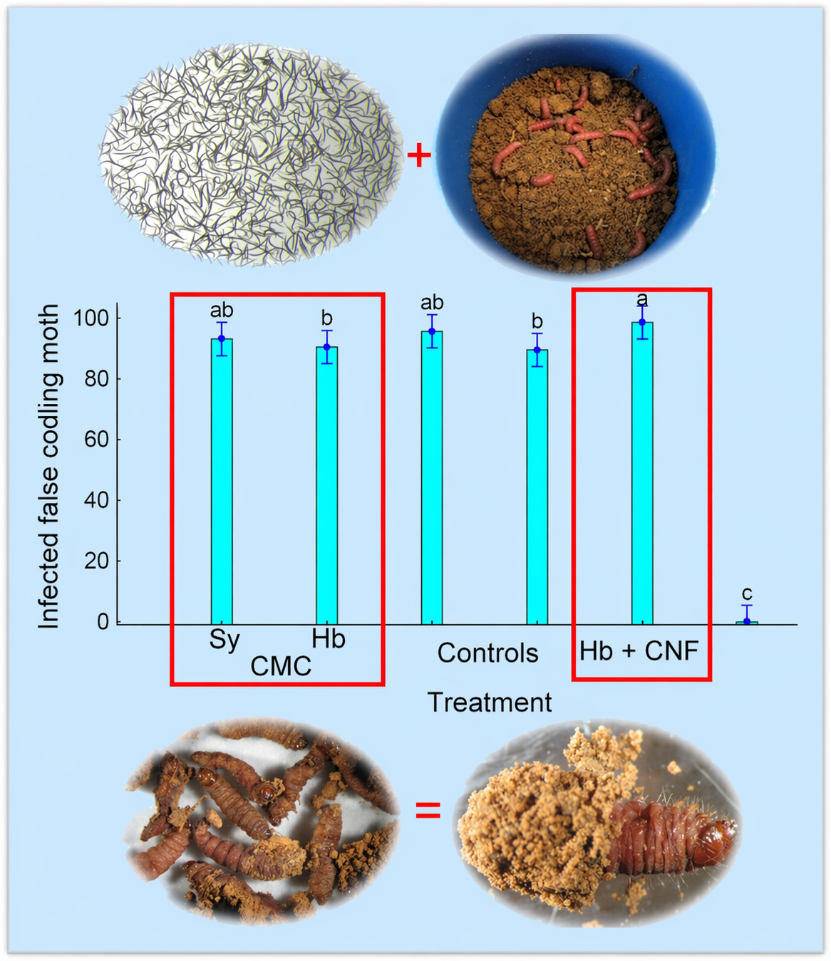 The soil-dwelling stages of the false codling moth are not currently targeted in South African vineyards. Steinernema yirgalemense and Heterorhabditis bacteriophora, formulated in carboxymethylcellulose and a novel nanofibril gel, achieved > 90% infection of FCM larvae after 48 h of exposure in orchard soil.
